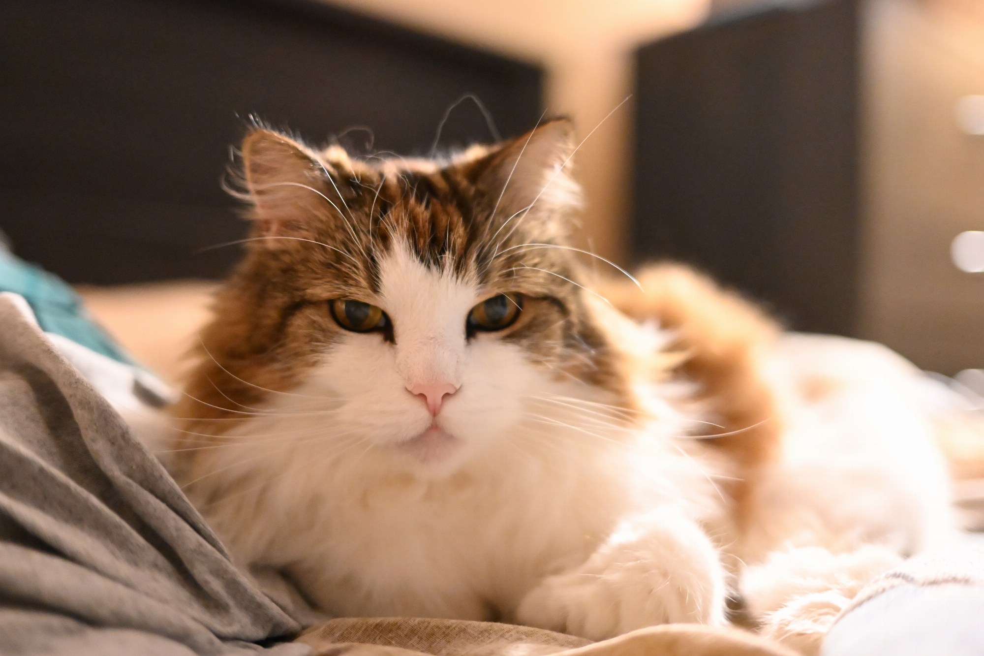 cat